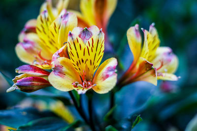 Close-up of yellow flowering plant