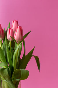 Close-up of pink tulips against red background