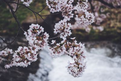 Close-up of fresh white flowers blooming on tree