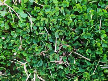 Full frame shot of ivy growing on field