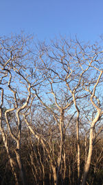 Low angle view of bare trees against clear blue sky