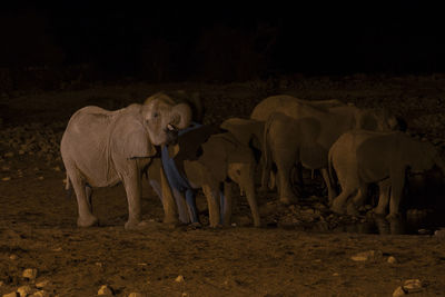 Elephants at lakeshore during night