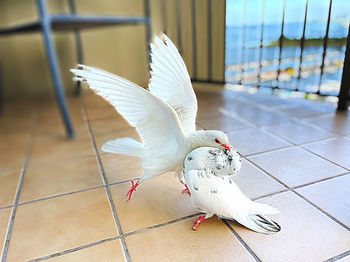 Close-up of white bird flying