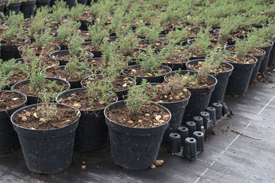 High angle view of potted plants in greenhouse