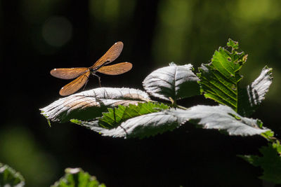 Close-up of butterfly on leaves