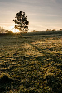 Scenic view of field against sky during sunset