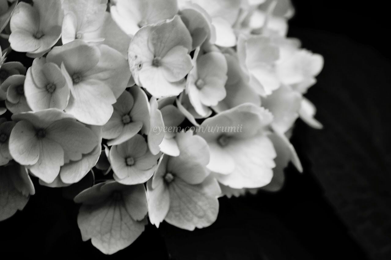 flower, freshness, petal, fragility, flower head, growth, beauty in nature, close-up, nature, blooming, plant, in bloom, blossom, focus on foreground, bud, high angle view, botany, springtime, park - man made space, bunch of flowers