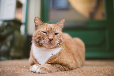 Portrait of ginger cat sitting on floor