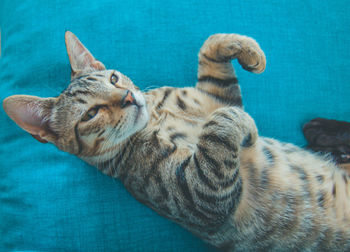 High angle view of cat resting on swimming pool