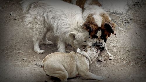 Dog lying on the ground