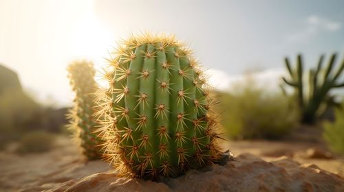 Close-up of cactus plant