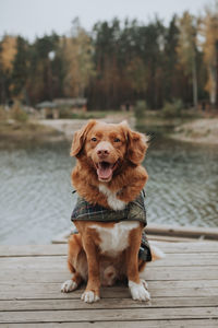 Happy brown nova scotia duck tolling retriever sitting on wooden pier. outdoor leisure with the dog