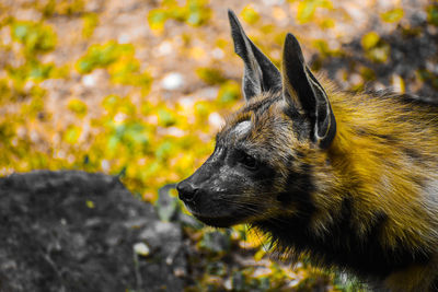 Close up of hyena