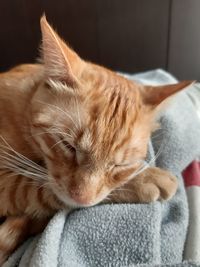 Close-up of cat sleeping