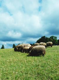 Sheep grazing on grassy field