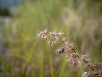 Close-up of flowering plant