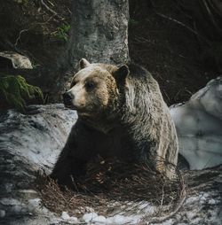 Grizzly bear sitting in the snow in a forest