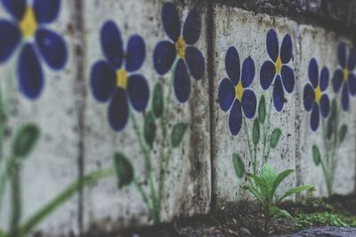 Close-up of plants against wall