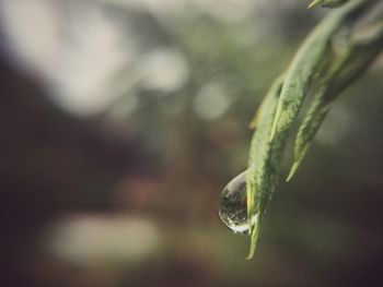 Close-up of plant against blurred background