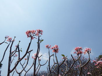 Low angle view of cherry blossoms against sky