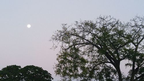 Low angle view of trees against sky