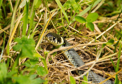 Close-up of a reptile on field