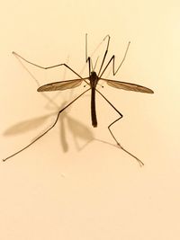 Close-up of insect on wall