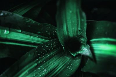 Close-up of water drops on leaf at night