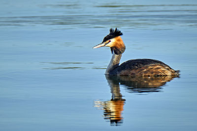 Bird swimming in lake