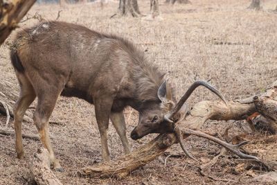 View of deer on field