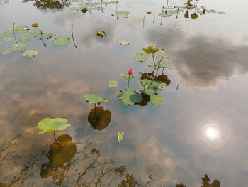 High angle view of water lily in lake