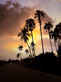 Silhouette of trees at sunset