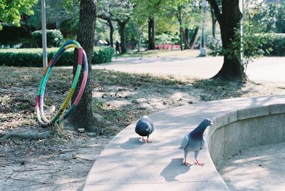 View of birds perching on tree trunk in park