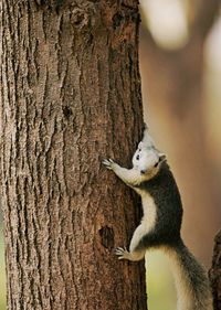 Cute squirrel running around the trunk of a tree in the park, the natural environment