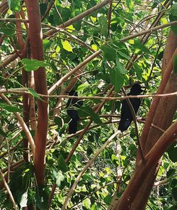 Close-up of bamboo on tree