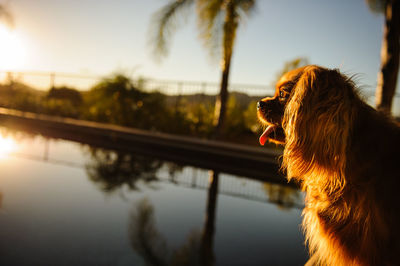 Side view of cavalier king charles spaniel against reflection in swimming pool during sunset