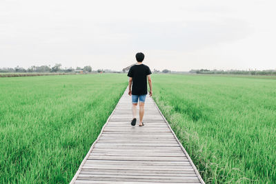 Rear view of man walking on boardwalk amidst farm against sky