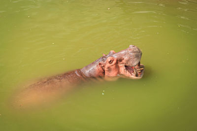 High angle view of swimming in lake