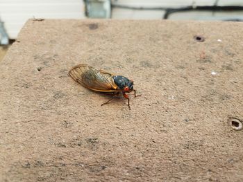 High angle view of housefly