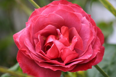 Close-up of red flower blooming outdoors
