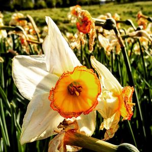 Close-up of flowers blooming outdoors