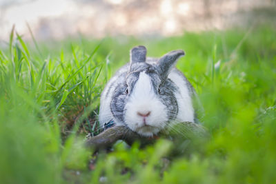 Portrait of a cute dutch rabbit, adorable bunny, bokeh background