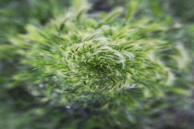 Close-up of plant