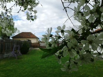 Houses and trees against sky