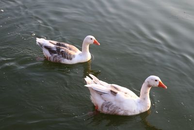 High angle view of ducks swimming on lake