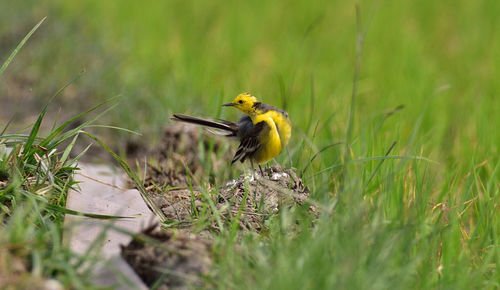 Bird perching on a field