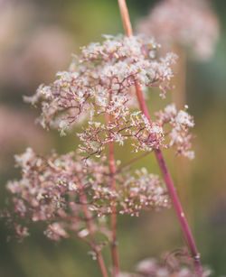 Close-up of pink flowers blooming outdoors