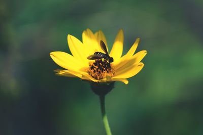 Close-up of bee on yellow flower