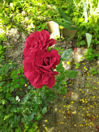 Close-up of pink rose