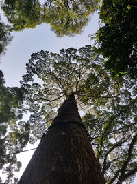 Low angle view of tree against sky